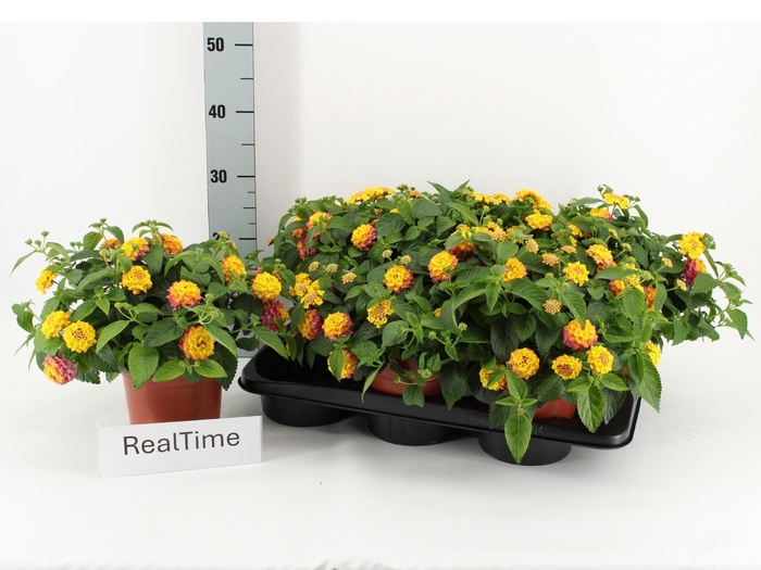 <h4>LANT CAMARA</h4>