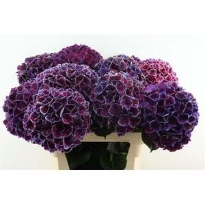 Hydr M Ruby Glow 80-22