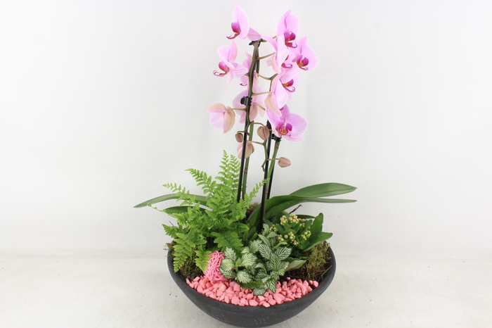 <h4>arr2 PL - Ebbischaal x1 cascade roze</h4>