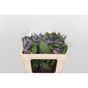 Clem Star River Lavendel