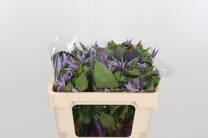 <h4>Clem Star River Lavendel</h4>