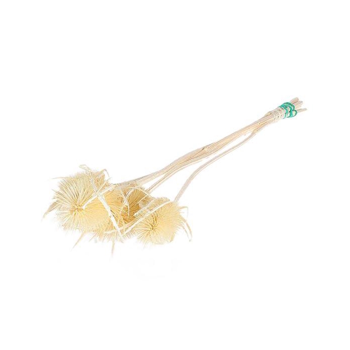 <h4>Bunch Bleached Thistle</h4>