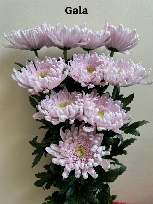 <h4>Chrys Gala</h4>