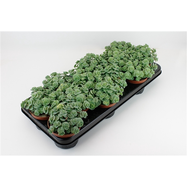 Sedum Sieboldii