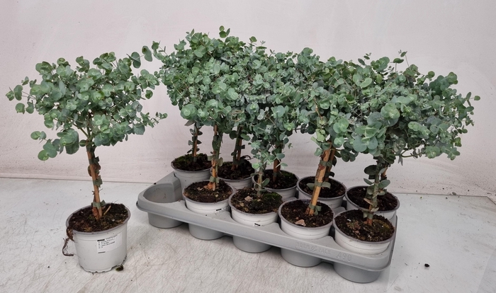 <h4>EUCAL CINEREA</h4>