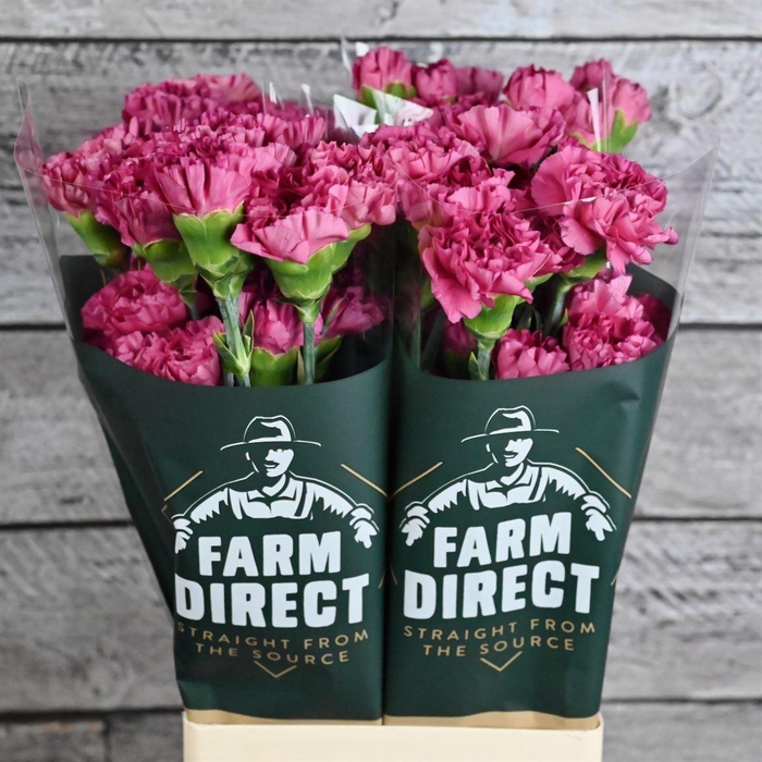 <h4>Di St Bernard</h4>