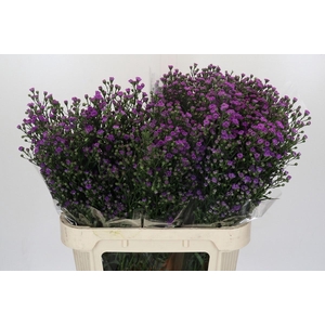 AST ASTEE M BABY PIN