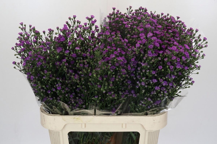 <h4>AST ASTEE M BABY PIN</h4>