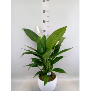 Spathiphyllum  'Bingo Cupido'