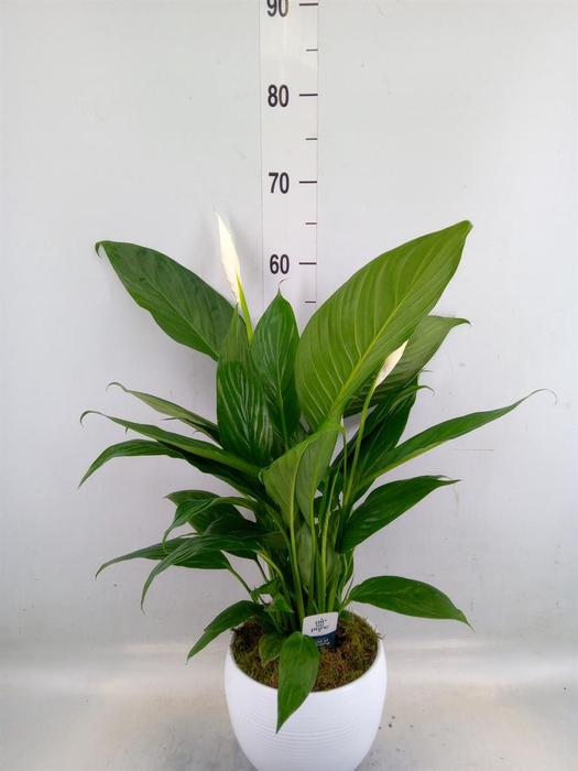 <h4>Spathiphyllum  'Bingo Cupido'</h4>