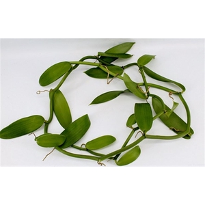 Vanilla Planifolia