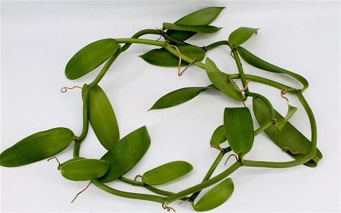 <h4>Vanilla Planifolia</h4>