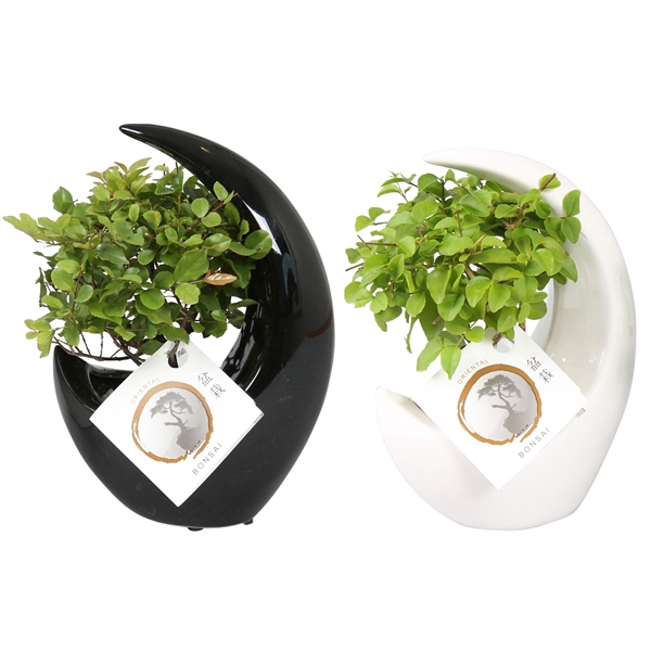 <h4>Bonsai Mix pot ø09cm in ø15cm Moonshape Ceramic Black/White mix</h4>