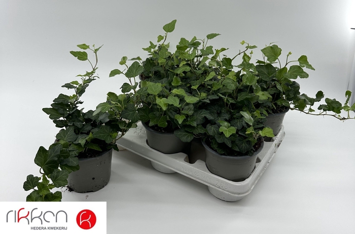 <h4>Hed He Wonder</h4>