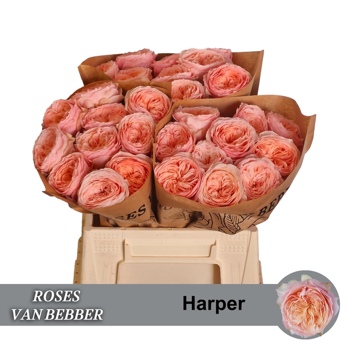 <h4>R GR HARPER!</h4>