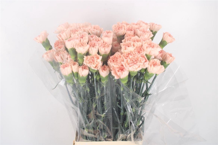 <h4>Di St Novia</h4>