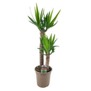 Yucca elephantipes 60-35
