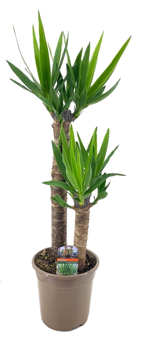 <h4>Yucca elephantipes 60-35</h4>