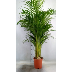 Dypsis lutescens   ...Chrysalidoca