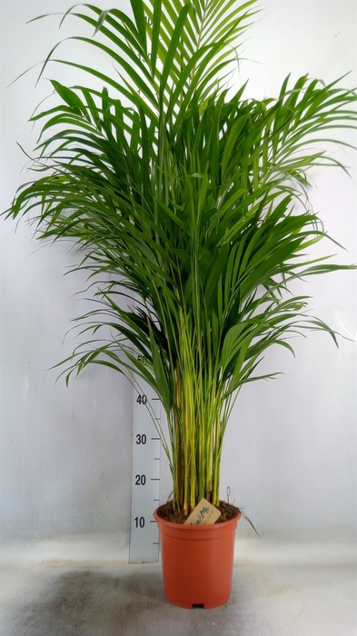 <h4>Dypsis lutescens   ...Chrysalidoca</h4>