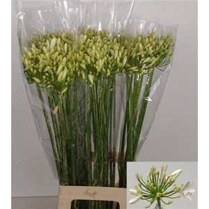 Agap Gletsjer Ex 80cm