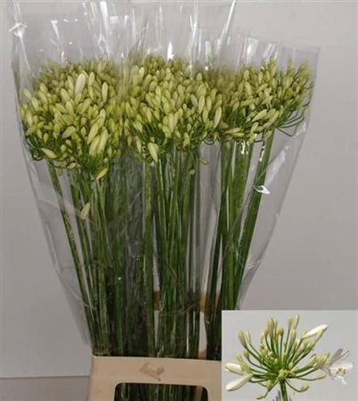 <h4>Agap Gletsjer Ex 80cm</h4>