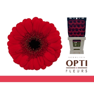 Germini Red Ruby Diamond