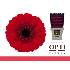 Germini Red Ruby Diamond