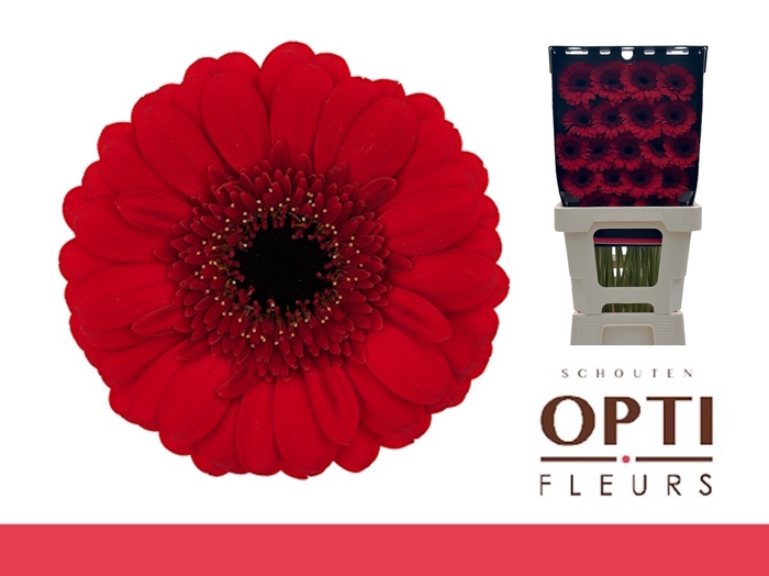 <h4>Germini Red Ruby Diamond</h4>