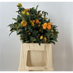 Kumquats Verde