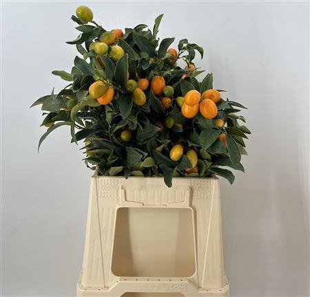 <h4>Kumquats Verde</h4>