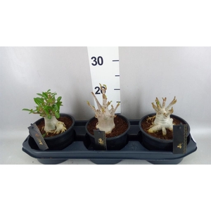 Adenium NB 'Ansu Baobab'