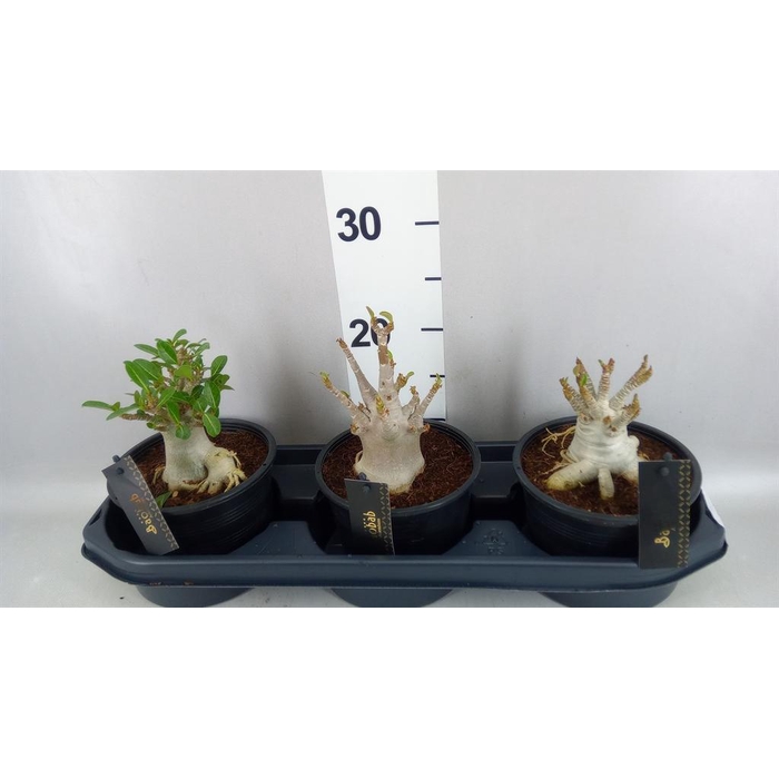 <h4>Adenium NB 'Ansu Baobab'</h4>