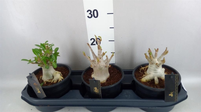 <h4>Adenium NB 'Ansu Baobab'</h4>