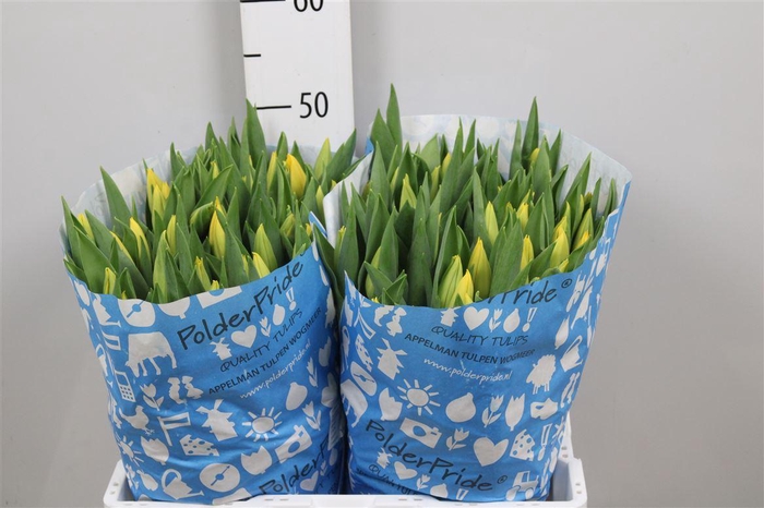 <h4>Tu En Strong Gold</h4>