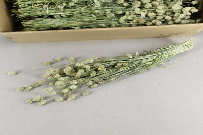 <h4>DF Phalaris Bs 200g</h4>