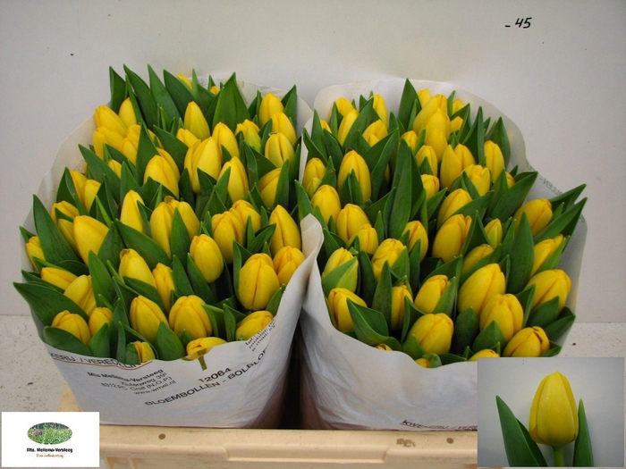 <h4>TU EN NOVI SUN</h4>