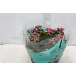KALANCHOE DOBRADO C21
