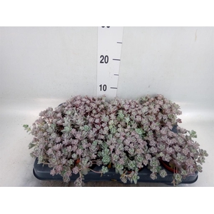 Sedum spathulifolium 'Purpureum'