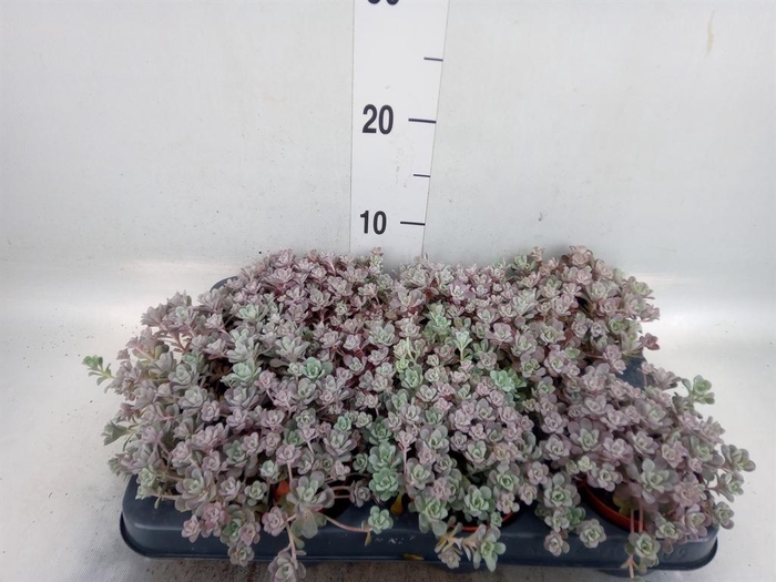 <h4>Sedum spathulifolium 'Purpureum'</h4>
