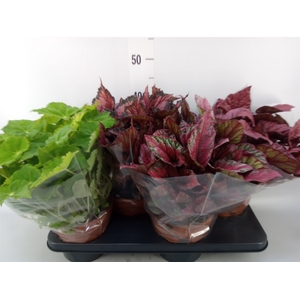 Begonia BD 'Beleaf'   ...mix