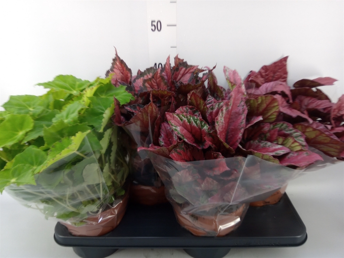 <h4>Begonia BD 'Beleaf'   ...mix</h4>