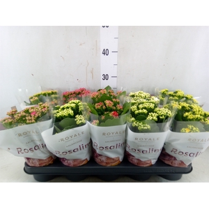 Kalanchoe blos. 'RoyalDon'   ..mix