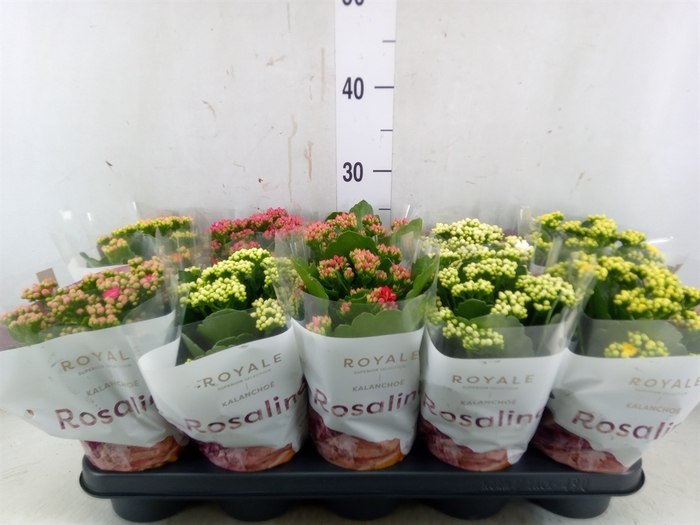 <h4>Kalanchoe blos. 'RoyalDon'   ..mix</h4>