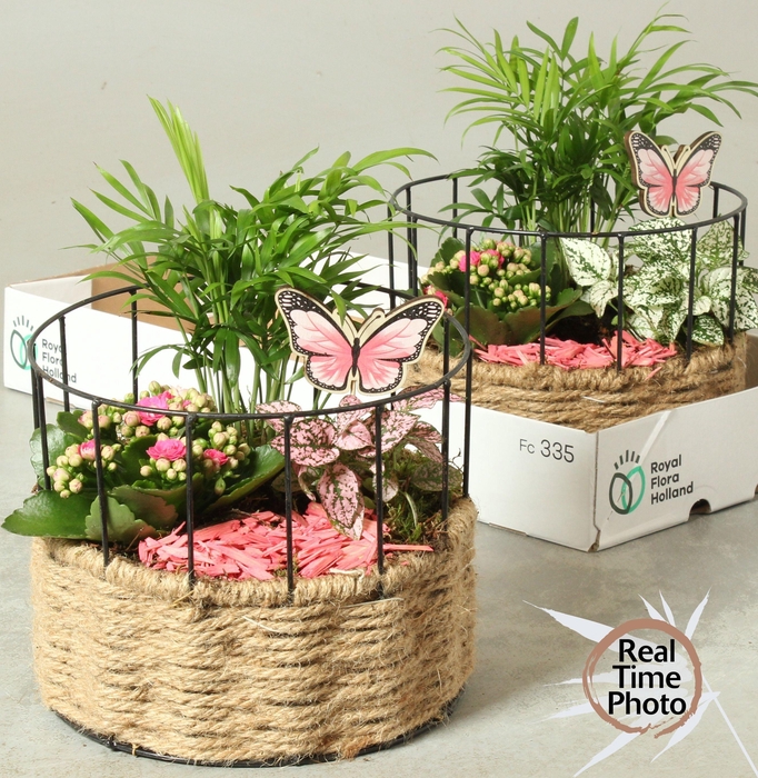 <h4>ARR KAMERPL</h4>