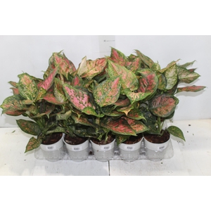 AGLAONEMA VARIADA P12