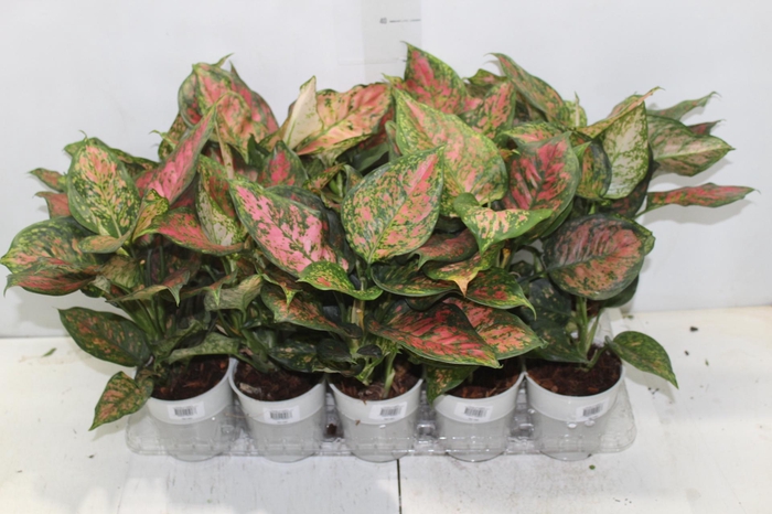 <h4>AGLAONEMA VARIADA P12</h4>