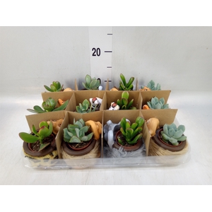 Cactus   ...mix