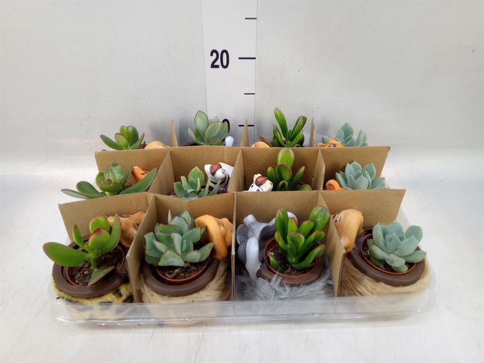 <h4>Cactus   ...mix</h4>