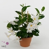 .Mandevilla rio white